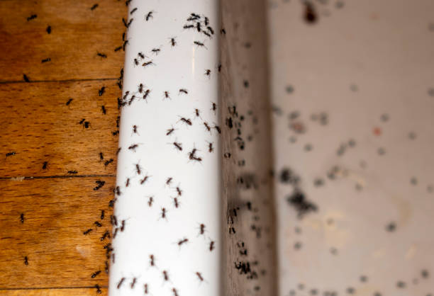 Best Cockroach Control Services  in Ricardo, TX